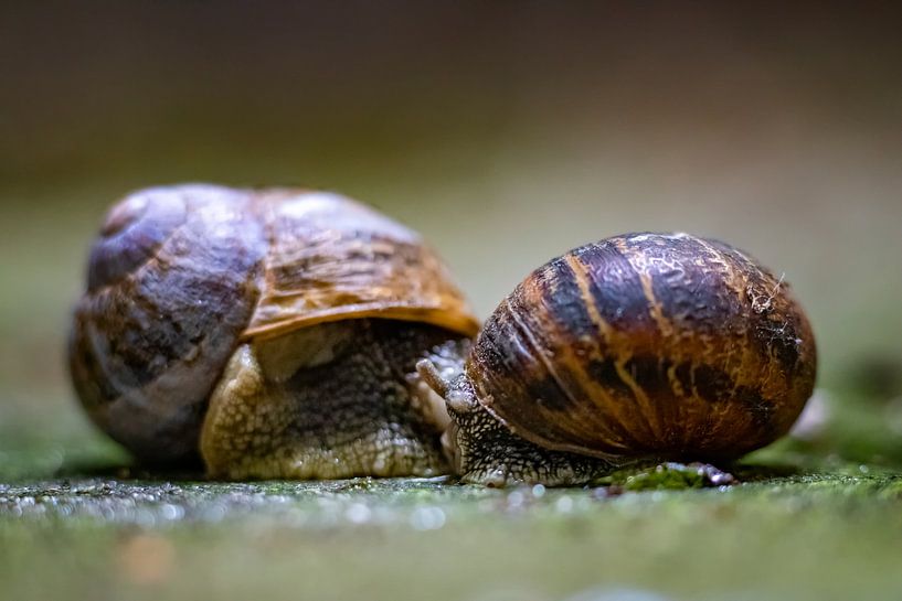 Slakkenkoppel 2 van Helma Tielemans