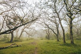 Mistiche Morgen - In den Dünen - Meijendel - Launisch von Wandeldingen