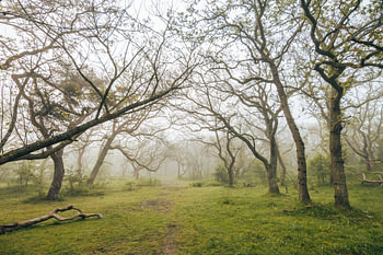 Mistiche ochtend - In de duinen - Meijendel - Moody