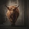 Schottischer Hochlandrind in dunklem Gang – dramatisches Porträt von Eva Lee