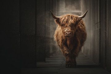 Schottischer Hochlandrind in dunklem Gang – dramatisches Porträt von Eva Lee