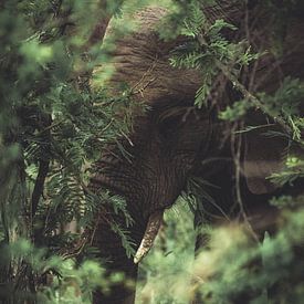 Elephant in National park Kruger. by Niels Jaeqx