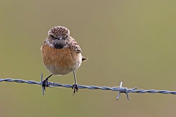 Red-breasted wheatear on barbed wire inn the Fen area. by Dirk Claes