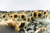 Veld met zonnebloemen van Wim Slootweg thumbnail
