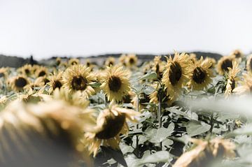 Feld mit Sonnenblumen von Wim Slootweg