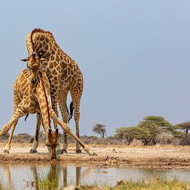 Giraffes in love by Chris Stenger