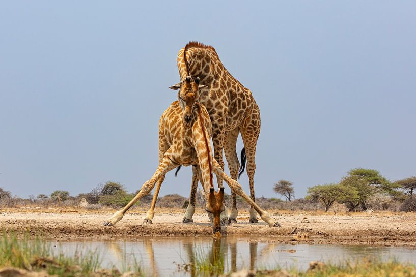 Giraffes in love by Chris Stenger