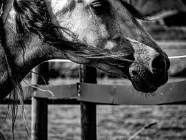 Horse Black and White by Michelle De Jong
