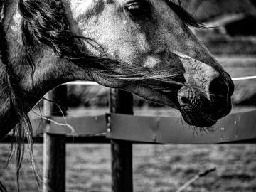 Horse black and white van Michelle De Jong