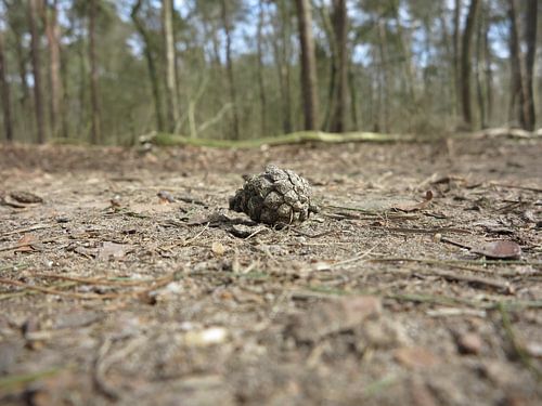 dennenappel op een bospad