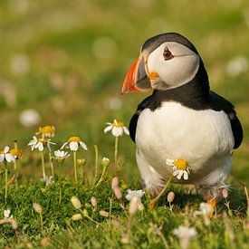 Puffin Between Daisies by Harry Eggens