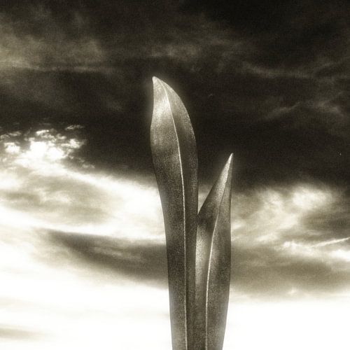 Indigenous Life Forms