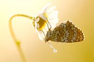 Le papillon nacré dans la lumière du matin par Sam Mannaerts Aperçu