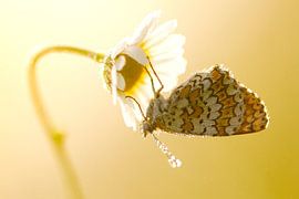 Mother-of-pearl butterfly in morning light by Sam Mannaerts