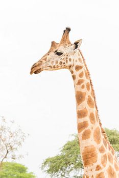 Giraffe in Oeganda