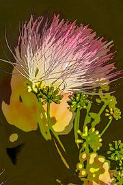 Persian silk tree flower. by Alie Ekkelenkamp