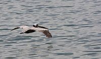 Dominicaanse albatros