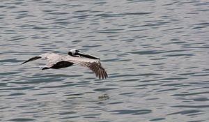 Dominicaanse albatros