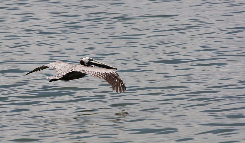 Dominikanischer Albatros von Jelle Ursem