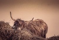 Etwas müde, Highlander