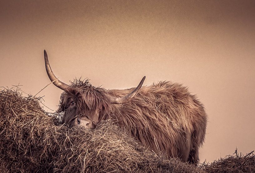 Etwas müde, Highlander von natascha verbij