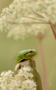 Laubfrosch von Nienke Bot