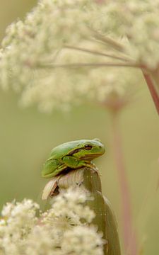 tree frog by Nienke Bot