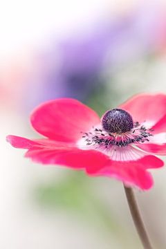 Stolz... (Blume, Anemone) von Bob Daalder
