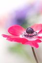 Proud... (bloem, anemoon) von Bob Daalder Miniaturansicht