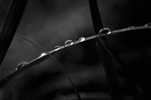 des gouttes de pluie sur l'herbe. sur Benjamin Admiraal