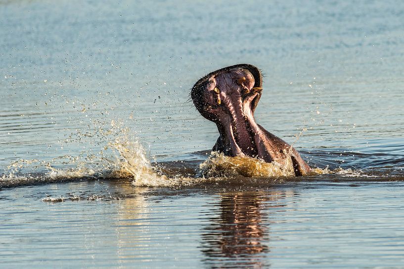 Nijlpaard- Hippopotamus amphibius van Rob Smit