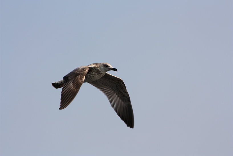 Vogel par Ramazan Demir