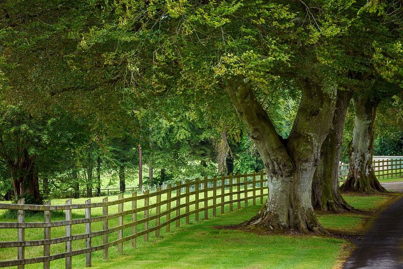 Allée d'arbres en Irlande par Roland Brack