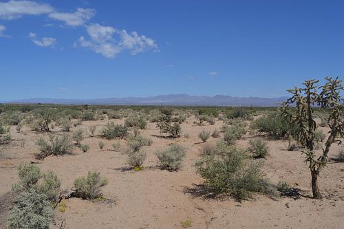 In de desert in Arizona