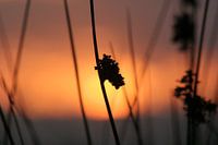 silhouette