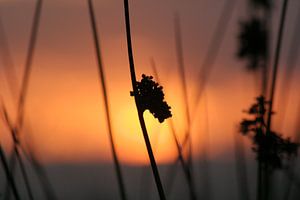 silhouette van Rick Nijman