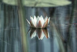 Lily von BL Photography