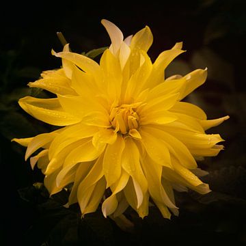 Dahlia jaune sur Saskia Schotanus