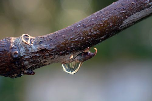 Chute sur une branche