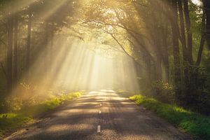 Sonnenharfen im Wald bei Spier an einem magischen Morgen