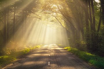 Zonneharpen in het bos bij Spier op een magische ochtend van KB Design & Photography (Karen Brouwer)