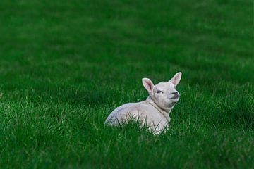Spring Lamb by Sebastiaan van Stam Fotografie