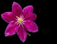 Clematisrose mit Regentropfen