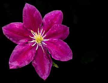 Clematis roos met regendruppels van Jean's Photography