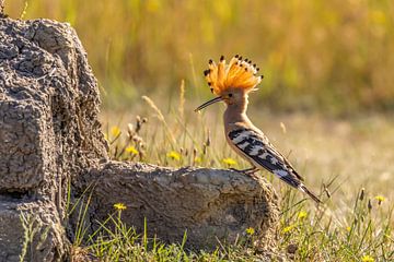 La huppe (Upupa epops), également connue sous le nom d'oiseau puant ou de vautour à dos rouge. sur Gert Hilbink