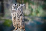 Curious Meerkats on the Lookout by Rene van Heerdt thumbnail
