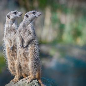 Curious Meerkats on the Lookout by Rene van Heerdt
