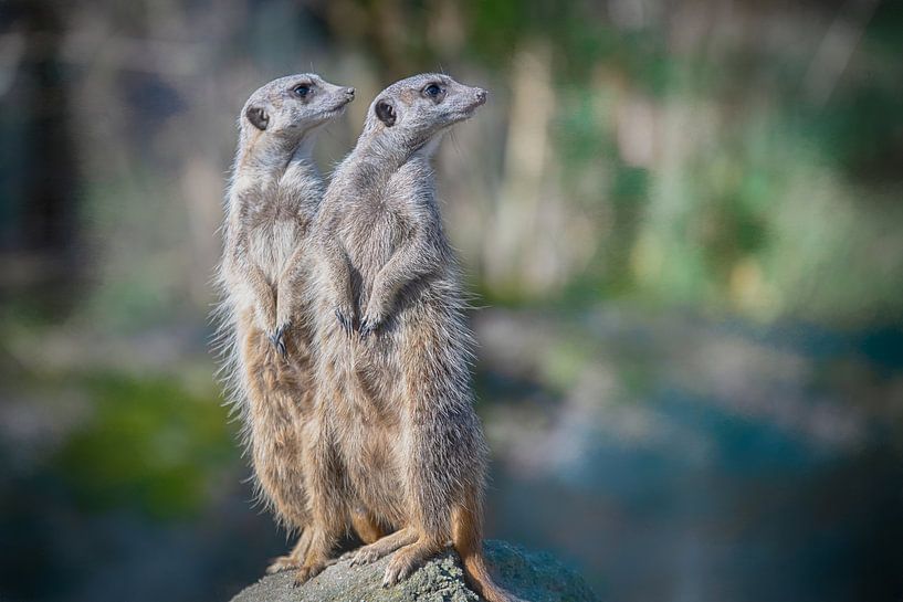Curious Meerkats on the Lookout by Rene van Heerdt