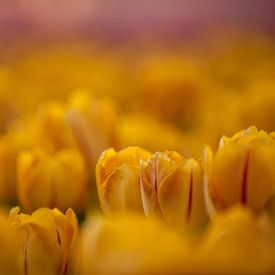 Warm Yellow Tulip by patricia petrick