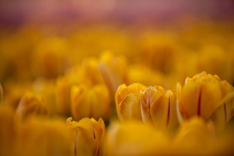 Warm Yellow Tulip by patricia petrick